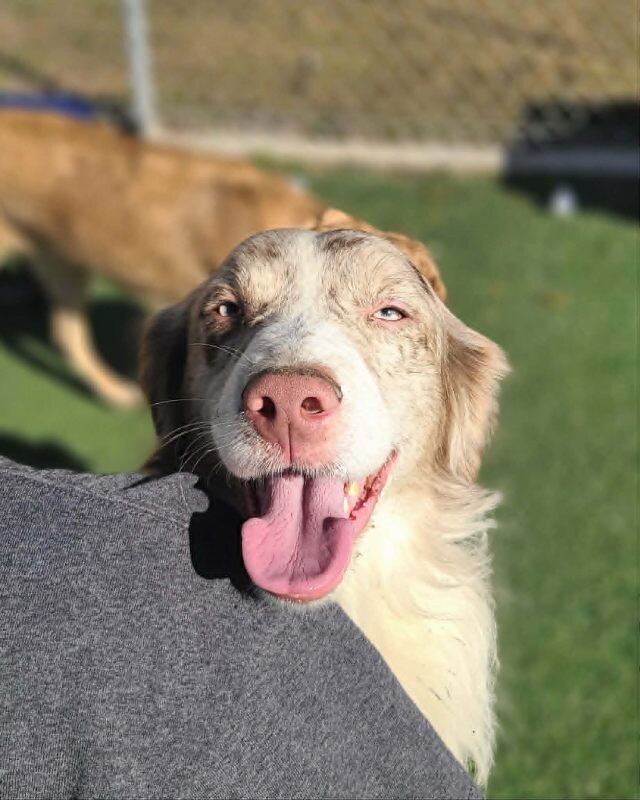 Picture of the Animal Listed